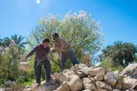 شکوفه‌های زردآلو در روستای منصوریه بهبهان