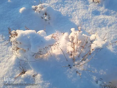 طبیعت زمستانی و روزهای سرد شهرستان اهر