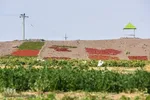 برداشت سنتی فلفل روستاهای بخش بیارجمند شاهرود‎‎