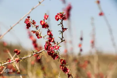 دوباره پاییز