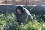 برداشت گل نرگس - خوسف