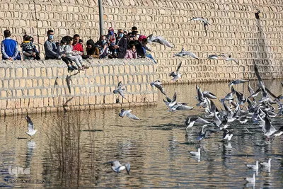 پرندگان مهاجر میزبان رودخانه خشک - شیراز