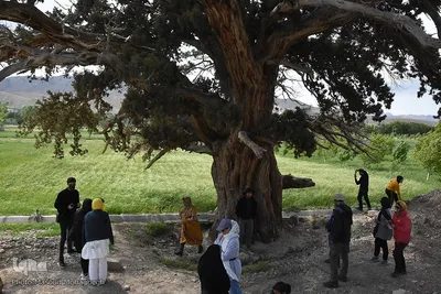 آیین سنتی «شیردوشان» در دیباج دامغان