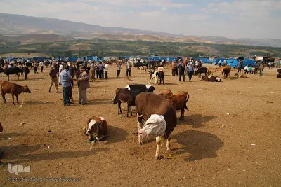 بازار دام دواب اهر در روز عید قربان