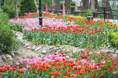 خودنمایی لاله های رنگی در دل معماری سنتی