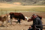 بازار گرمی گوشت قربانی در عید قربان – شهرستان اهر
