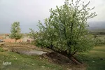 شکوفه های پیرترین درختان اهر