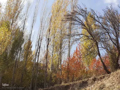 طبیعت بکر و پاییزی روستای انجرد شهرستان اهر