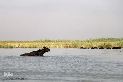 تالاب شادگان