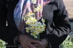 برداشت گل نرگس - خوسف
