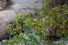 طبیعت بهاری بستان آباد