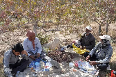 برداشت رزق حلال از باغات پسته