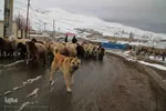 بارش برف پاییزی در ارتفاعات و مناطق روستایی اهر