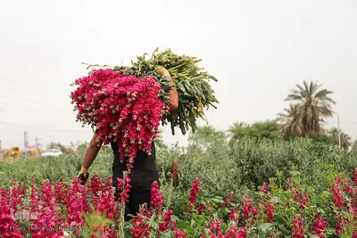 برداشت گل در حمیدیه