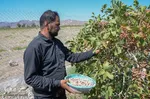 برداشت پسته و بادام از باغات شهرستان مرند‎‎