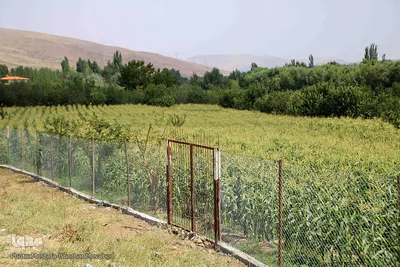 برداشت شیر بلال(ذرت) محصول بومی شهر اهر