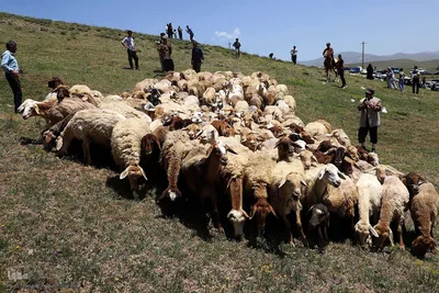گزارش تصویری از: جشنواره فرهنگی، ورزشی و گردشگری روستای جوبند در شهرستان اهر 
