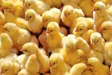 جوجه‌های اعتقاد در مسلخ