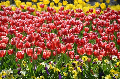لاله های پارک ائل گلی تبریز