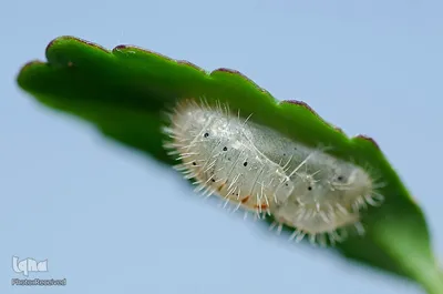 پروانه