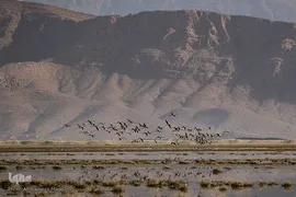تالاب بین‌المللی کمجان فارس