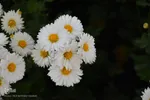 بزرگترین نمایشگاه گل داوودی کشور – محلات/عکاس:محمد رجبی