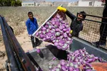 برداشت گیاه دارویی خارپنیری در استهبان فارس