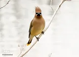 پرندگانی که لبخند را به لب شما می‌آورند