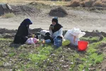 دسترنج طلایی کشاورزان - بیرجند