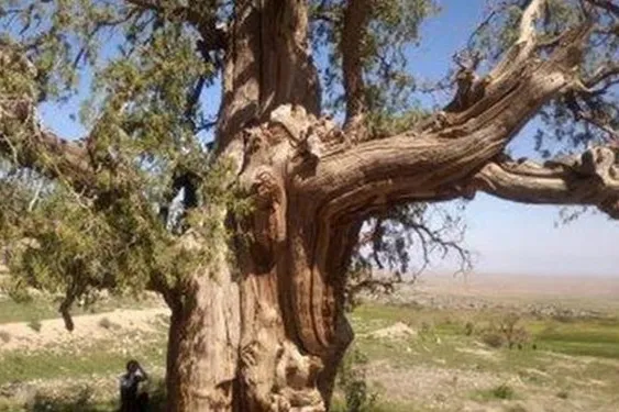 درختان کهنسال اردبیل ثبت ملی شدند