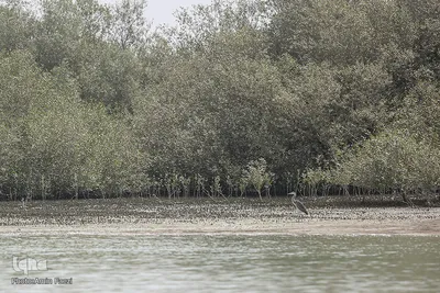 طبیعت صفر مرزی چابهار