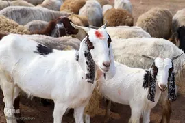 بازار خرید و فروش دام سبک و سنگین تبریز در آستانه عید سعید قربان
