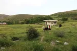 امام زاده ای در دل طبیعت بکر و جنگلی اهر