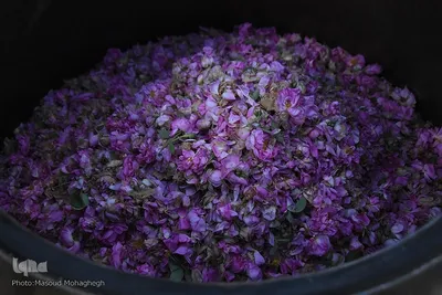 جشنواره گل محمدی در خانه تاریخی پورحسینی‌های شهر سمنان