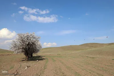 ریشه در خاک، سمبل مقاومت و ایستادگی