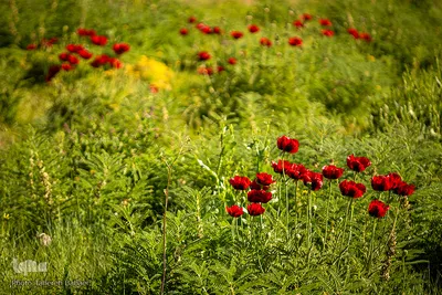 دشت شقایق‌های «رینه»