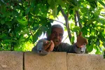 نبض زندگی در دل ناژوان