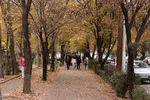 طبیعت پاییزی تبریز