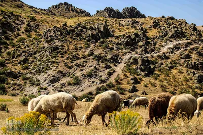 طبیعت ارتفاعات روستای مزرعه و قلعه شیور