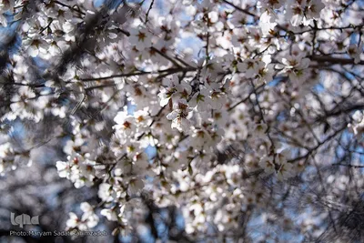 شکوفه‌های بهاری