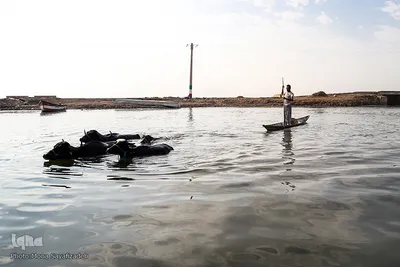 تالاب شادگان