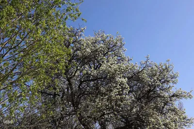 شکوفه زدن کهن ترین درختان آمرود در اهر
