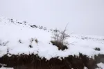 زمستان در بهار منطقه ارسباران