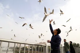 پرندگان مهاجر، مهمان اهوازی‌ها