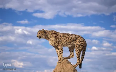 روز ملی حفاظت از یوزپلنگ آسیایی