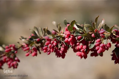 برداشت زرشک در خراسان‌جنوبی