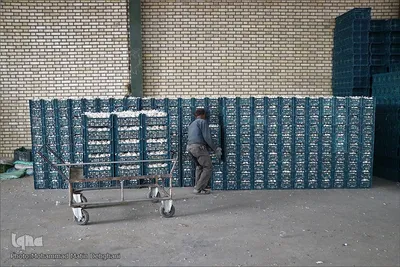 صادرات سیر؛ محصول پرخاصیت و معروف همدان