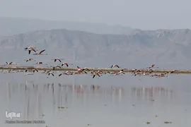 تالاب بین‌المللی کمجان فارس