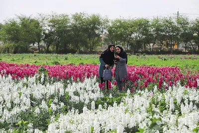 برداشت گل شب‌بو در حمیدیه