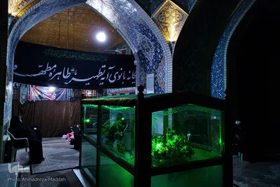 مراسم عزاداری دهه اول فاطمیه‎‎ - شیراز